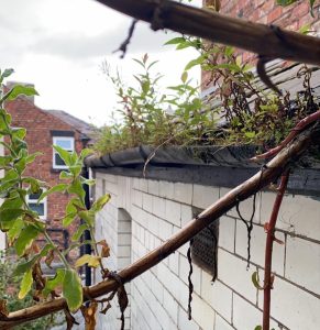 gutter cleaning TEG