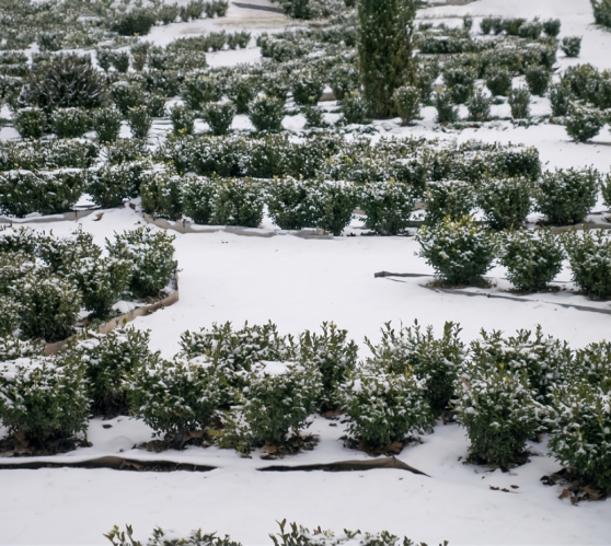 snow landscape garden