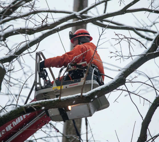 Tree maintenance Formby