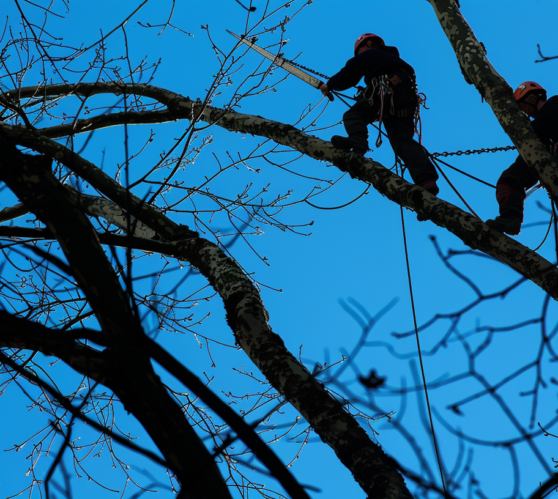 Tree maintenance Southport